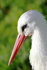 White stork close-up