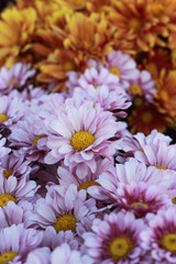 Obraz premium Gerbera flowers in the garden