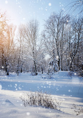Fototapeta premium Winter forest in a frosty sunny day