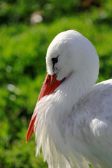 White Stork close-up