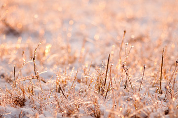 Photo plants frozen by frost at sunset