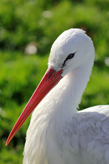 White stork close-up