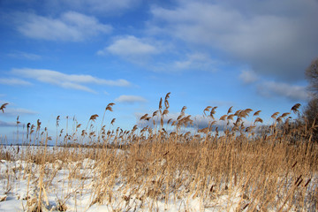 камыш © mifidor