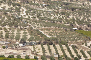 Obraz premium Greece, Crete. Olive gardens near the village Skalani