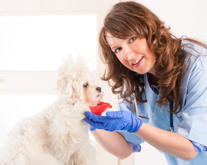 Woman vet with a dog