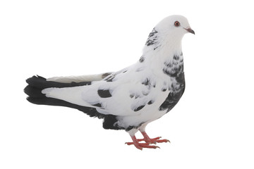 white  dove