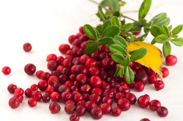 Wild red cowberry / lingonberry
