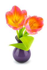 Tulpe in Vase