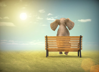 Elefante sentado en un Banco © Giovanni Cancemi