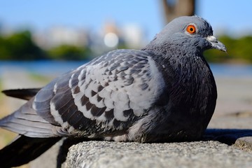 座ってる鳩
