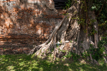 Wall