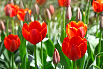 Obraz premium Group of red tulips.