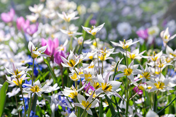 Fototapeta premium Group of beautiful flowers in the park.
