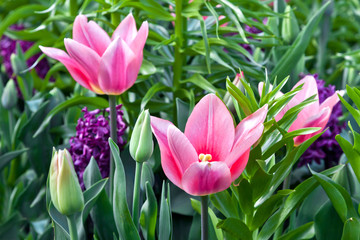 Colorful tulips in the park.