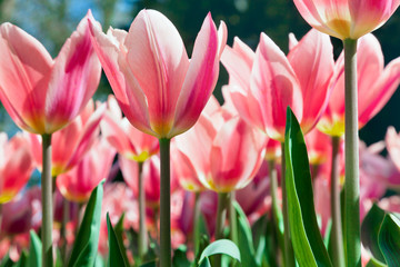 Fototapeta premium Group purple tulips.