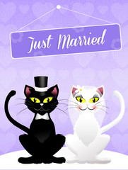 Wedding of cats