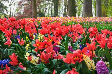 Obraz premium Colorful tulips in the park.