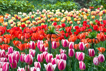 Colorful tulips in the park.
