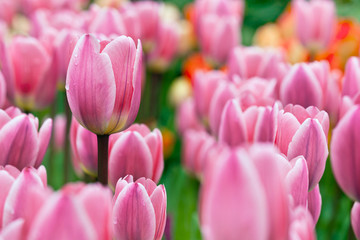 Fototapeta premium Group purple tulips.
