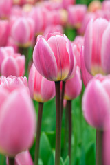 Group purple tulips.