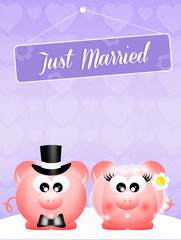 Wedding of pigs