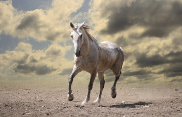 Fototapeta na wymiar white horse runs
