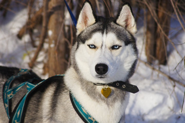 Siberian Husky in harness