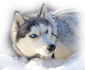 blue-eyed Siberian Husky buried in snow