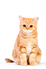 red british cat