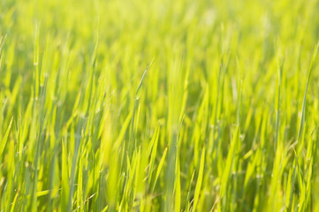 young barley background