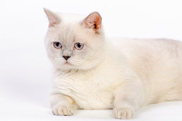 white british cat