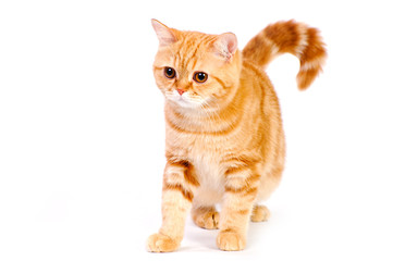 red british cat