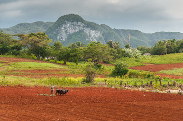 VINALES, CUBA Cuban farmer plows his field