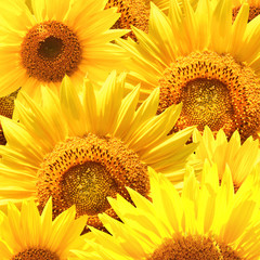 Sunflowers