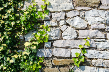 Green background with ivy plants covering stone wall - 60758631