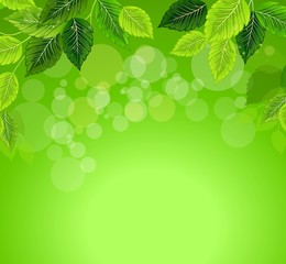 Зеленые листья на весеннем фоне