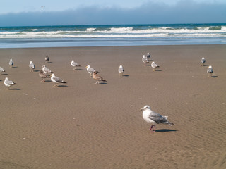 A Variety of Seabirds at the Seashore