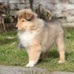 Fototapeta na wymiar Gorgeous puppy of Scotch collie in the garden