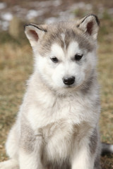 Obraz premium Portrait of Alaskan Malamute puppy