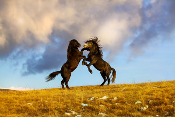 Fight two wild horses at the top of the hill