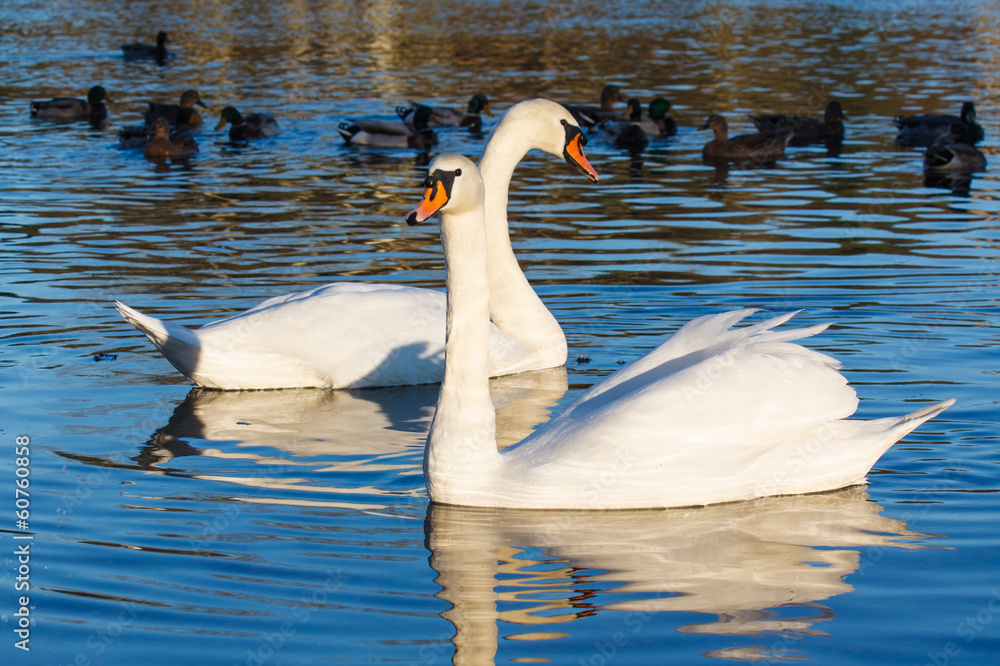 Wall mural swans