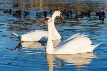 Swans