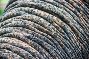 Detail of an elephant's trunk, Thailand
