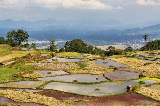Rice fields near Limbong, Indonesia