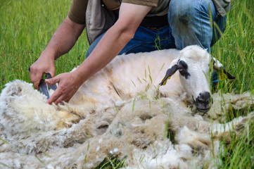 sheep shearing © berna_namoglu