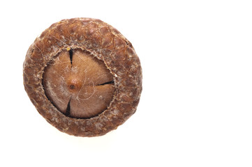 holm oak acorn isolated on white