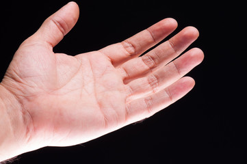 palm