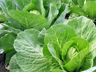 cabbage plantation