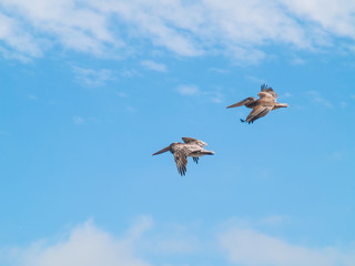 A Variety of Seabirds at the Seashore