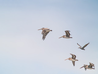 A Variety of Seabirds at the Seashore